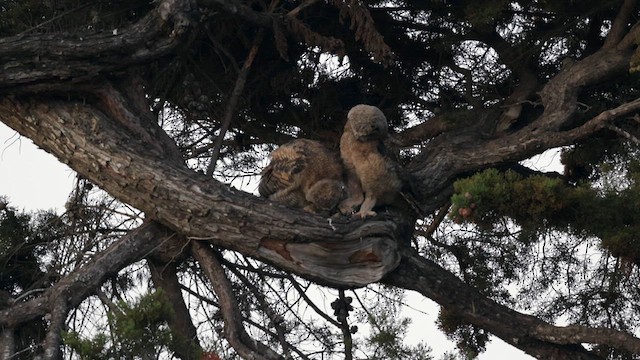 Great Horned Owl - ML637726244