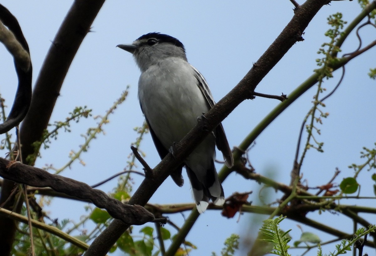 Cryptic Becard - ML637726272