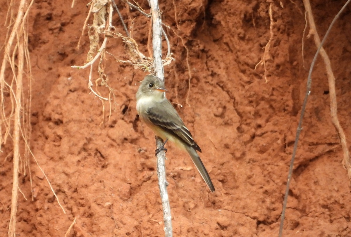 Tumbes Pewee - ML637726310