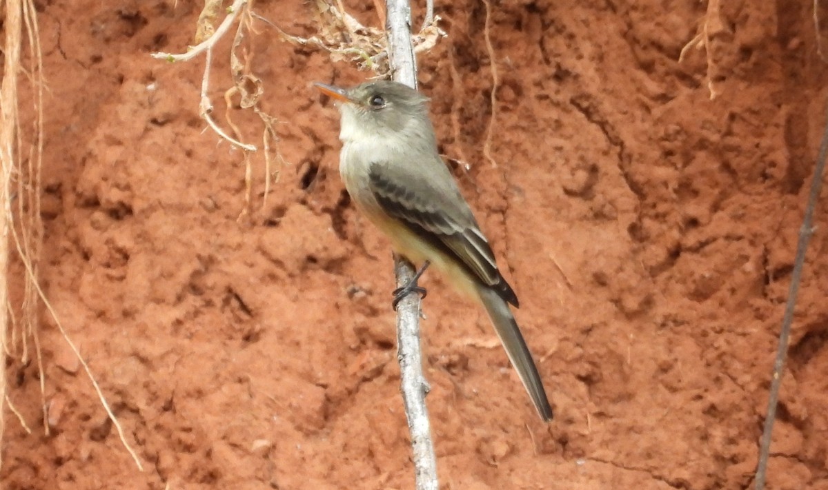 Tumbes Pewee - ML637726311