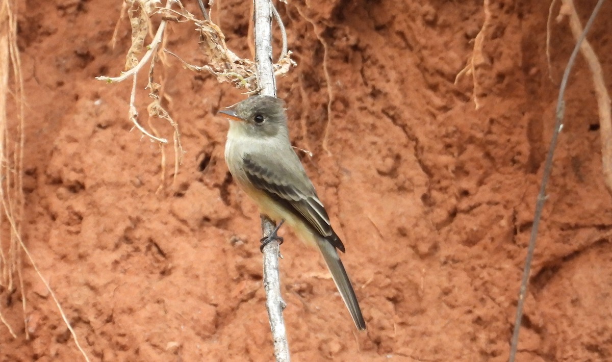 Tumbes Pewee - ML637726312
