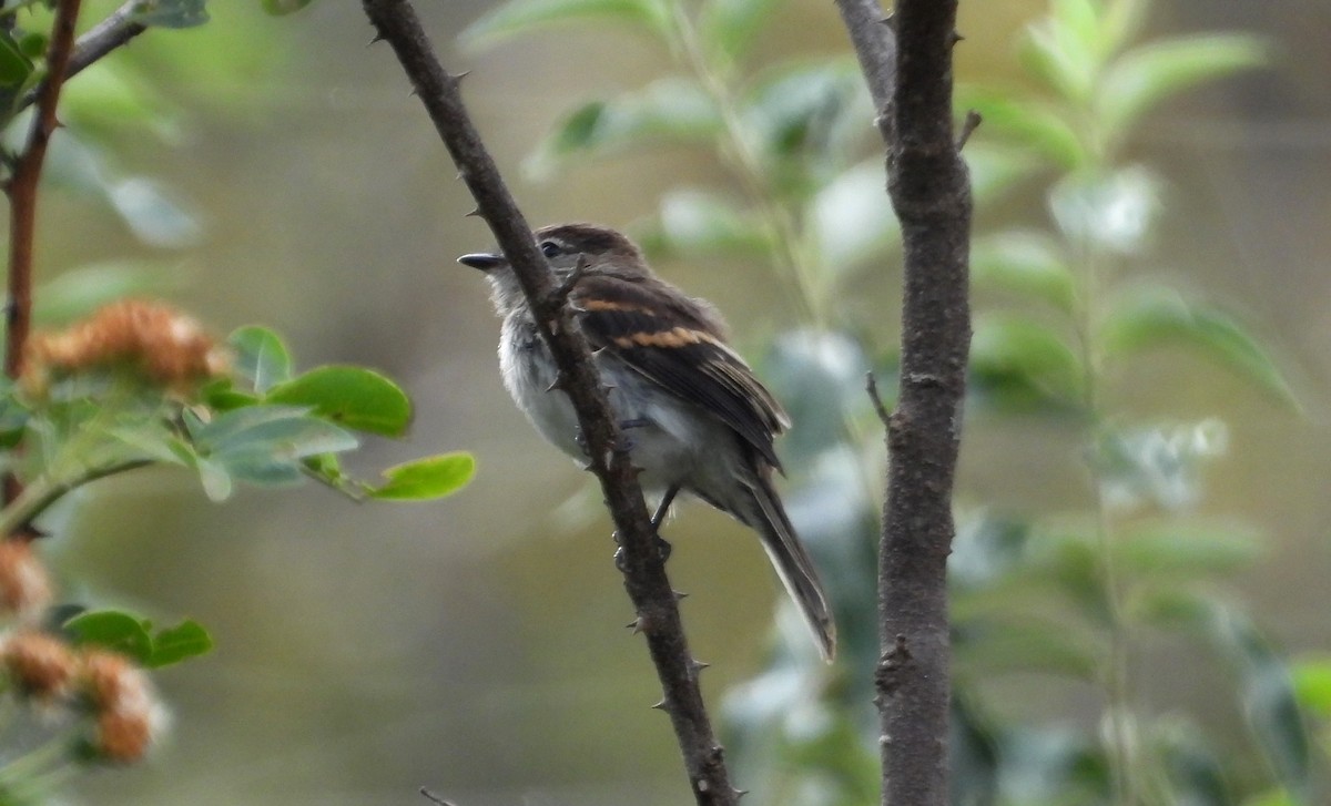 Mouse-gray Flycatcher - ML637726324