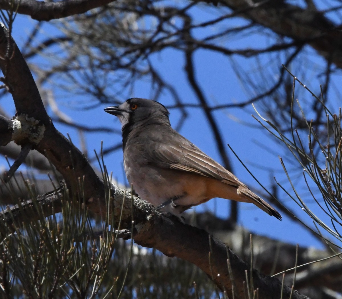Crested Bellbird - ML637726339