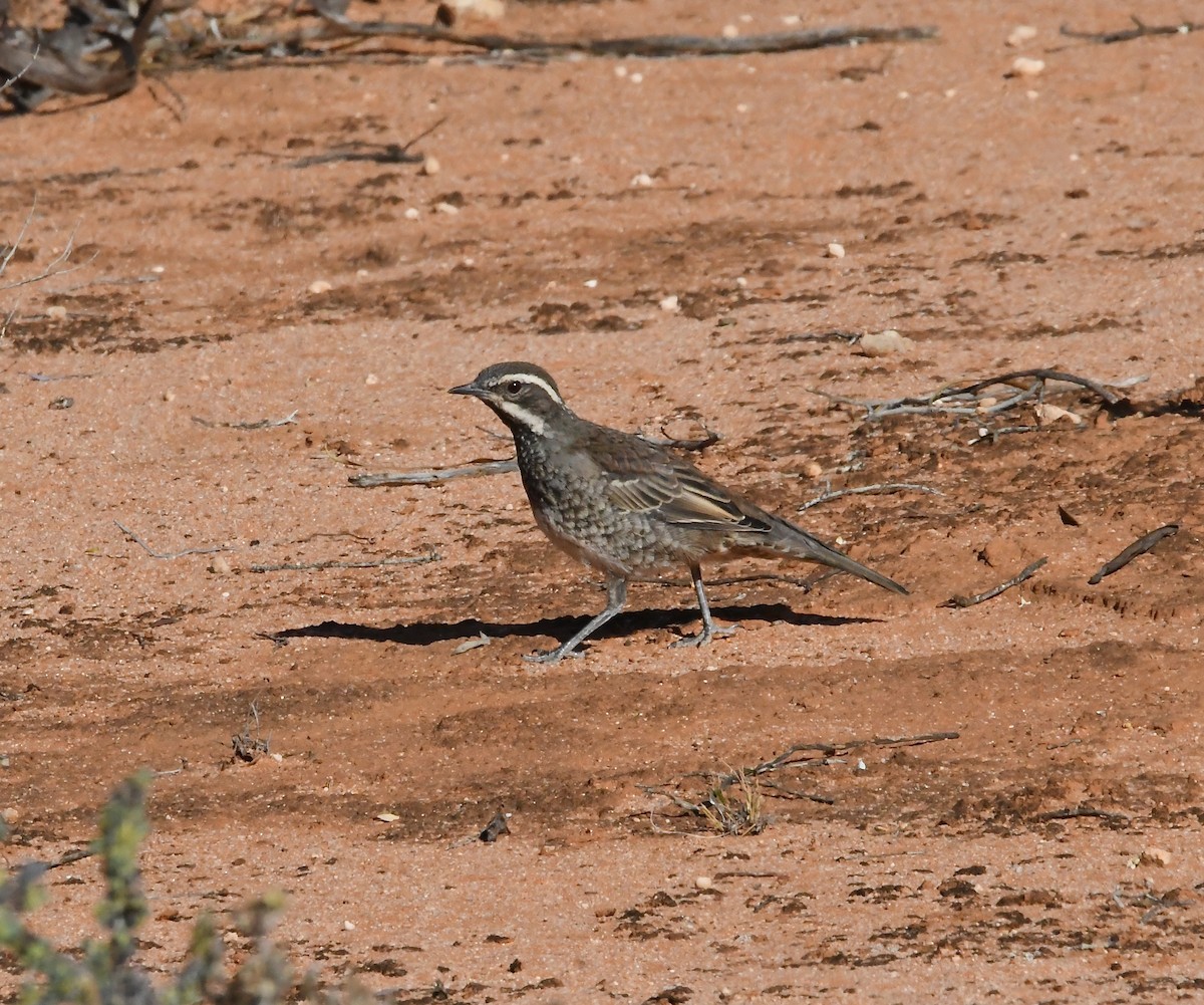 Chestnut Quail-thrush - ML637726346