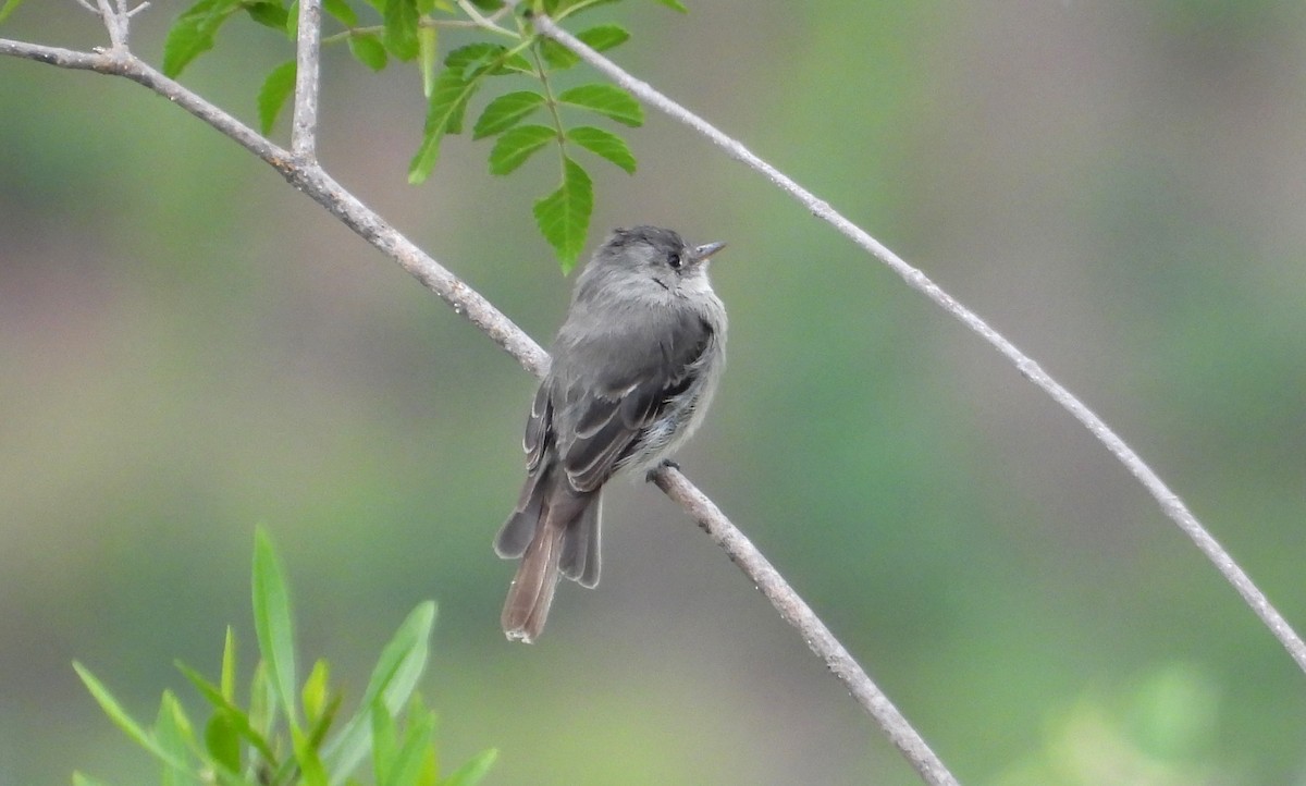 Tumbes Pewee - ML637726349