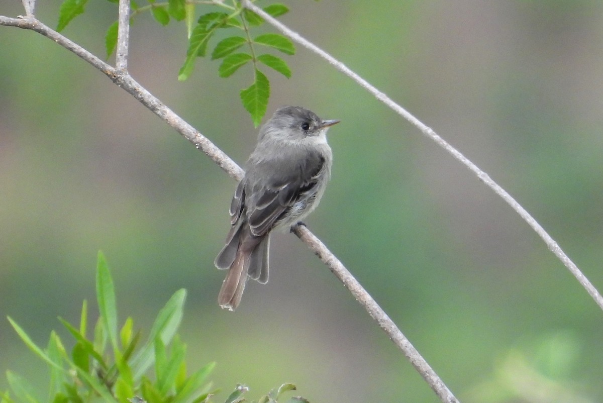 Tumbes Pewee - ML637726350