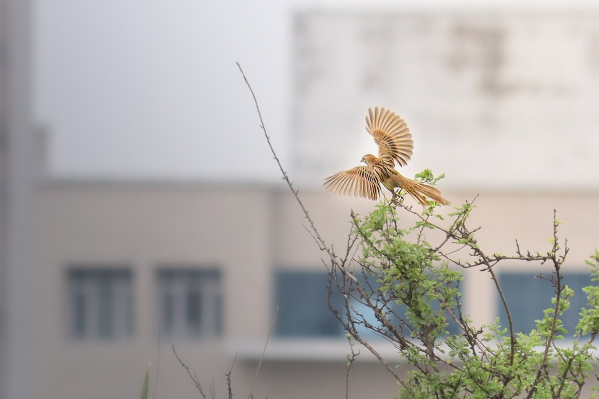 Striated Grassbird - ML637726356