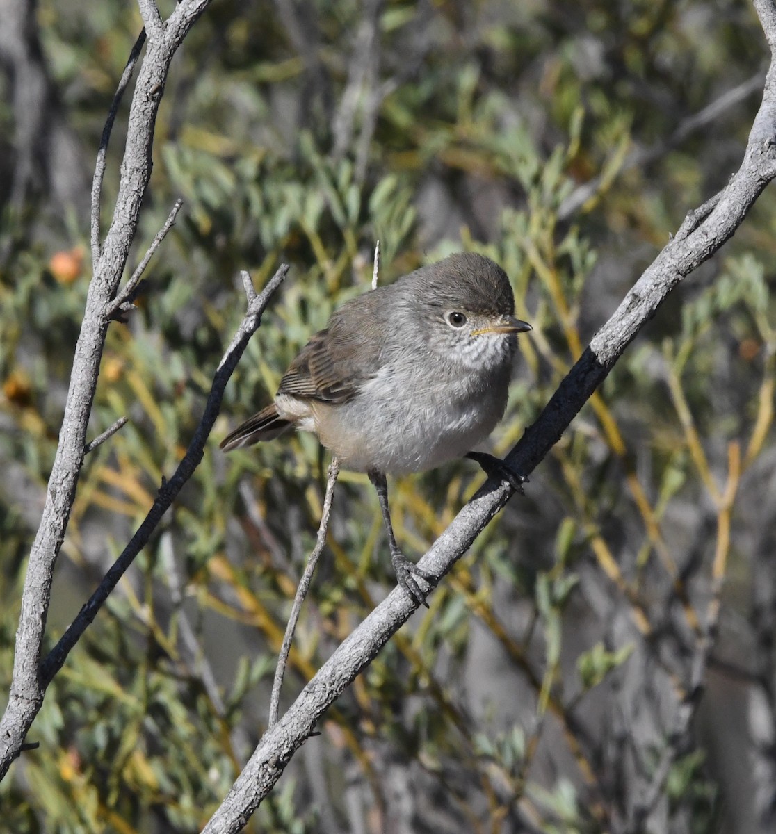 Chestnut-rumped Thornbill - ML637726390