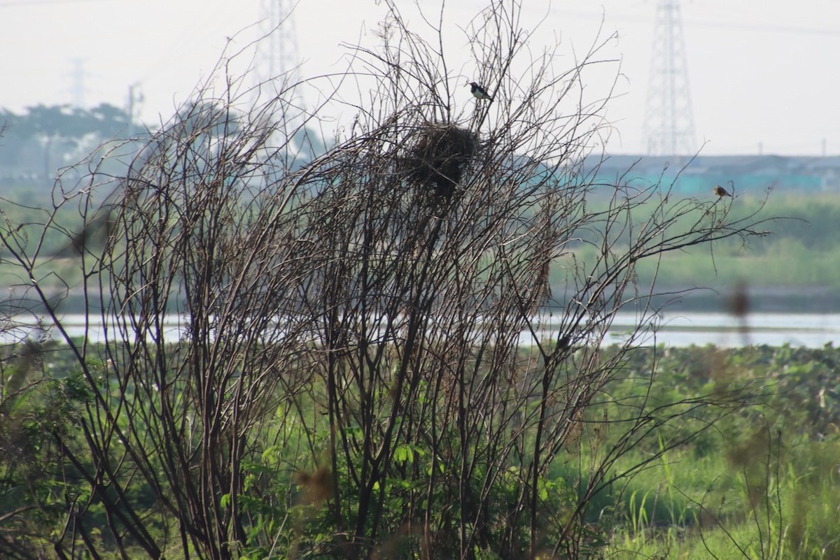 Siamese Pied Starling - ML637726419