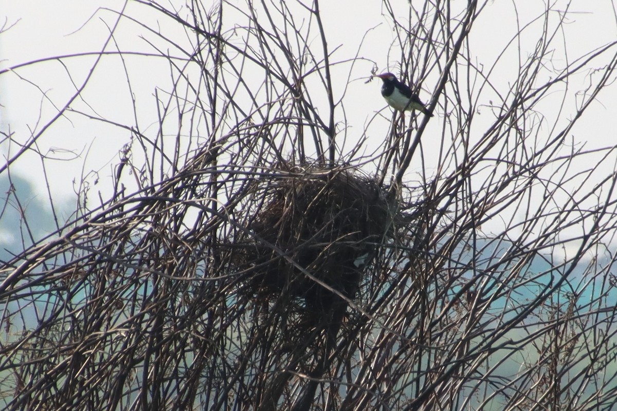 Siamese Pied Starling - ML637726420
