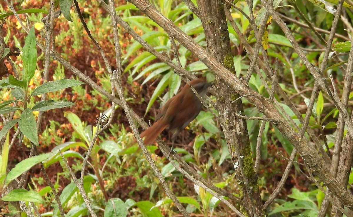 White-chinned Thistletail - ML637726439