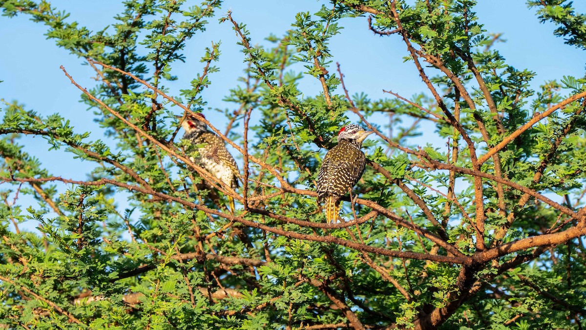 Nubian Woodpecker - ML637726460
