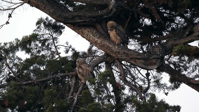 Great Horned Owl - ML637726461