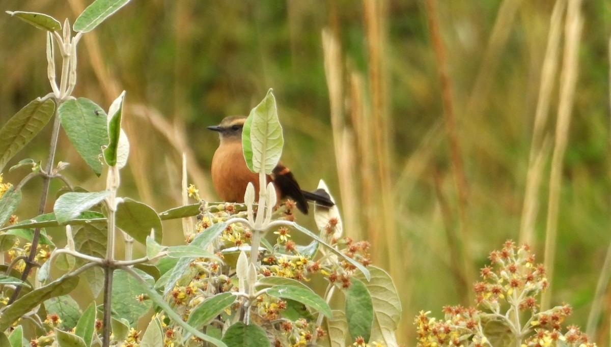Brown-backed Chat-Tyrant - ML637726478