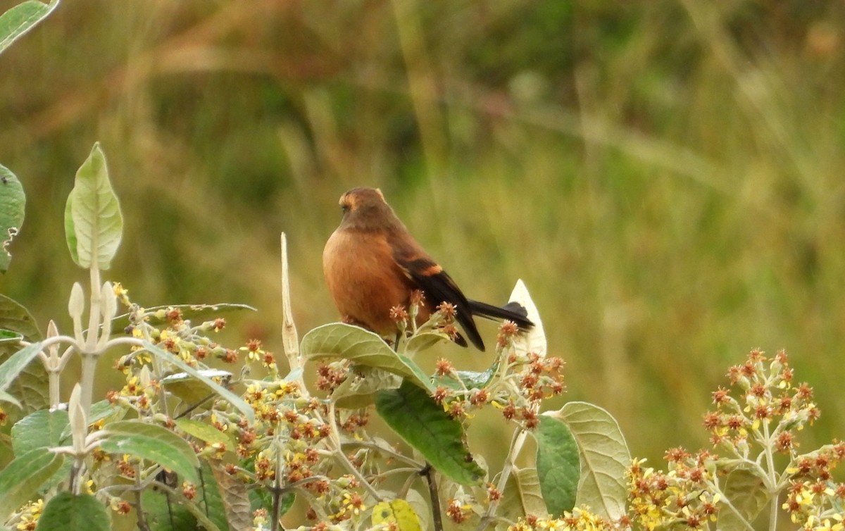 Brown-backed Chat-Tyrant - ML637726479