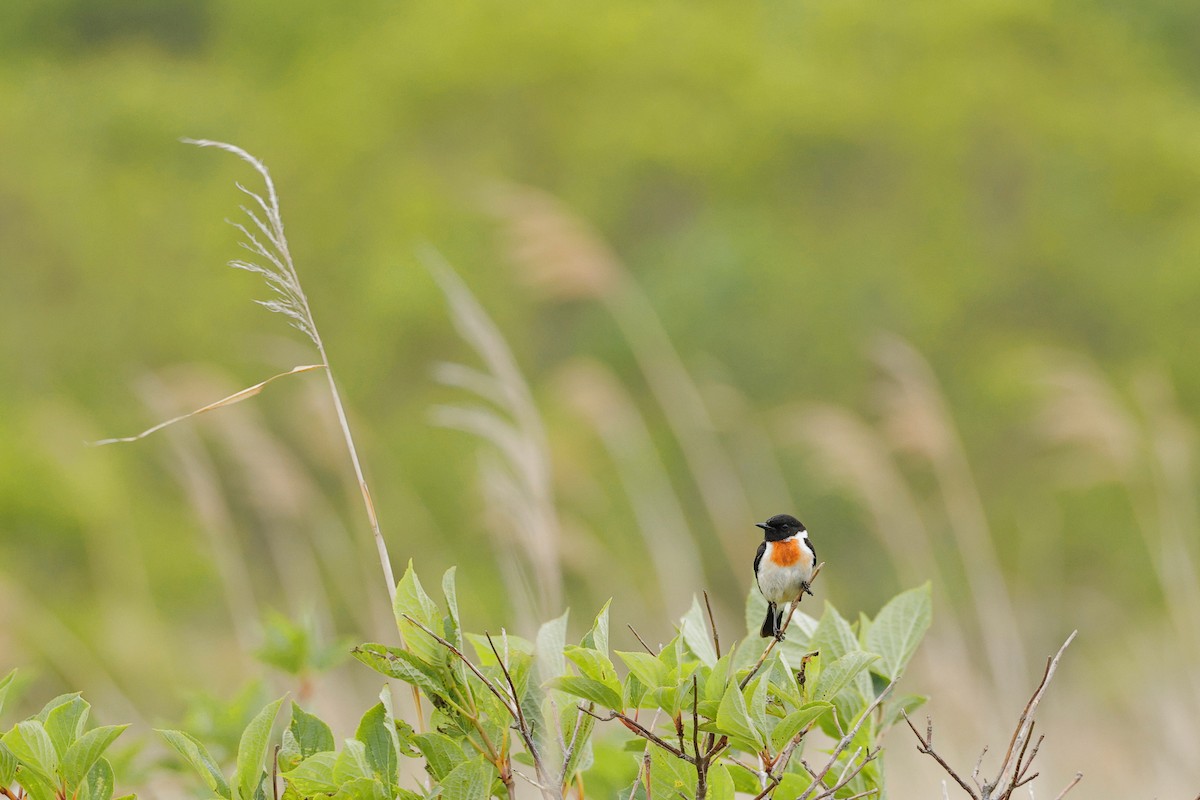 Amur Stonechat - ML637726498