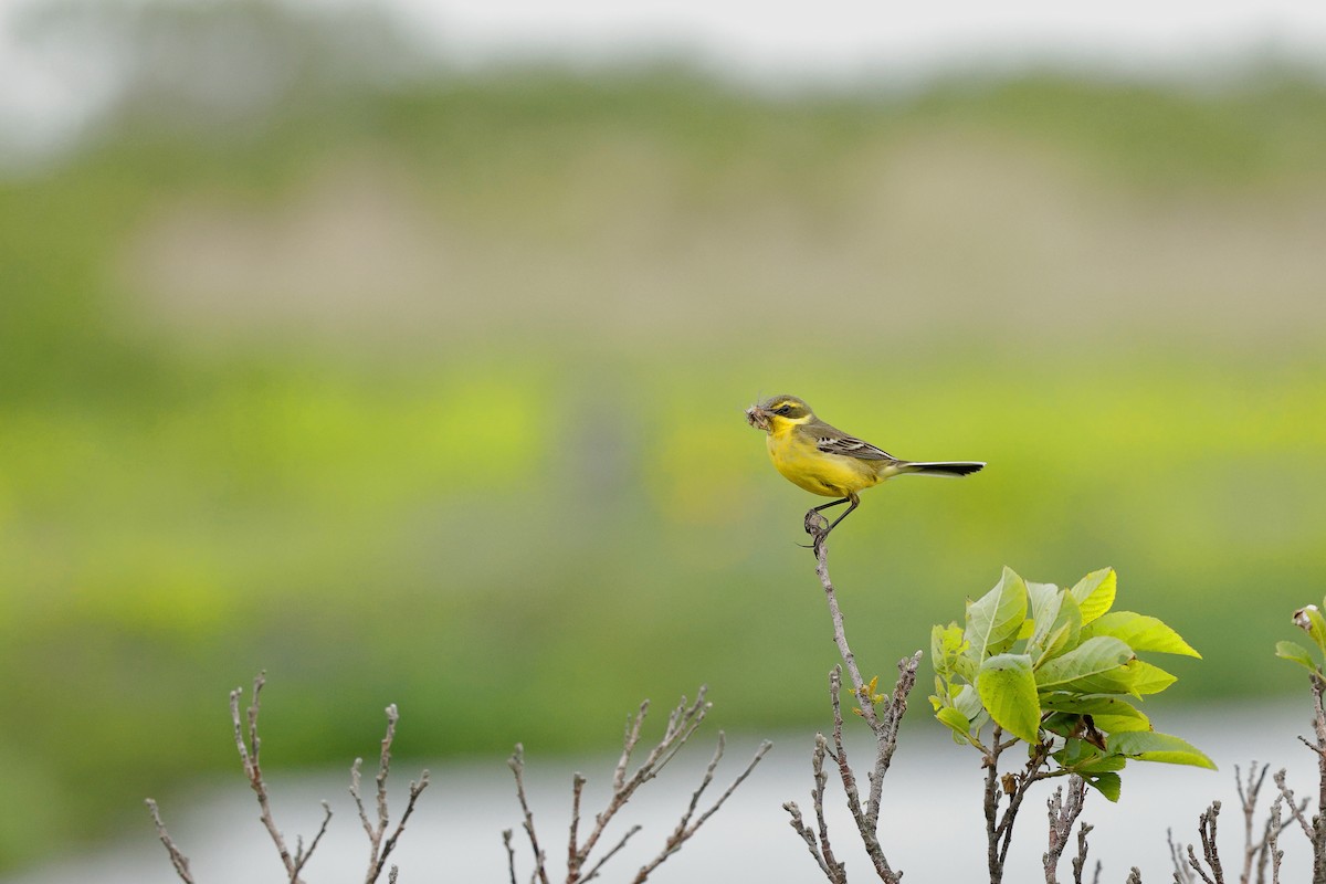 Eastern Yellow Wagtail (Green-headed) - ML637726529