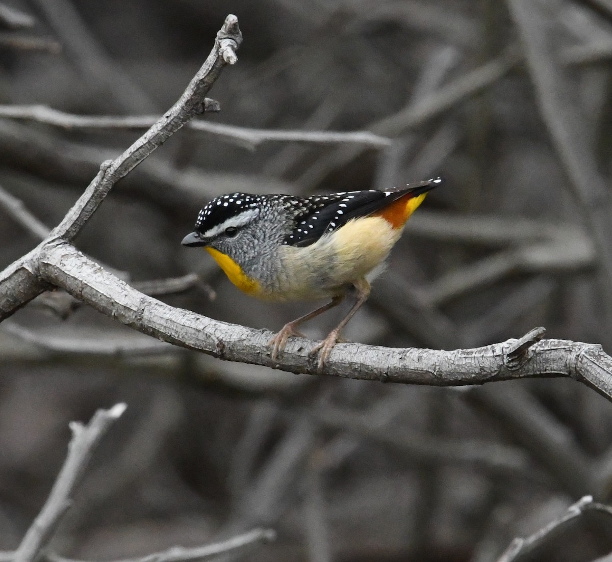 Spotted Pardalote - ML637726531