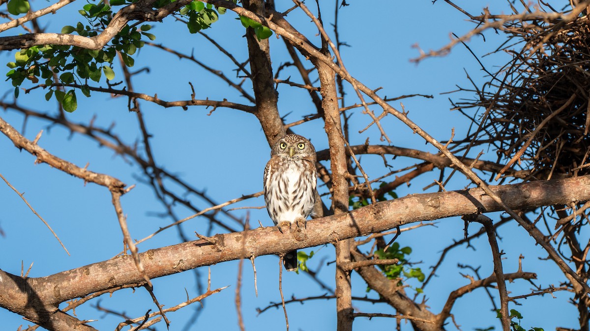 Pearl-spotted Owlet - ML637726536