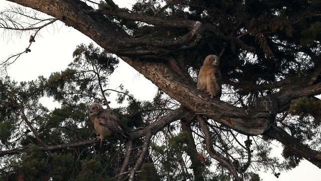 Great Horned Owl - ML637726567