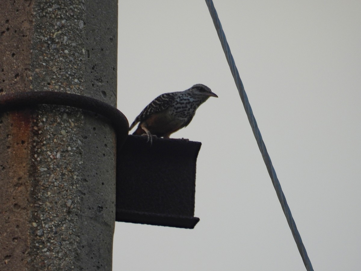 Band-backed Wren - ML637726571
