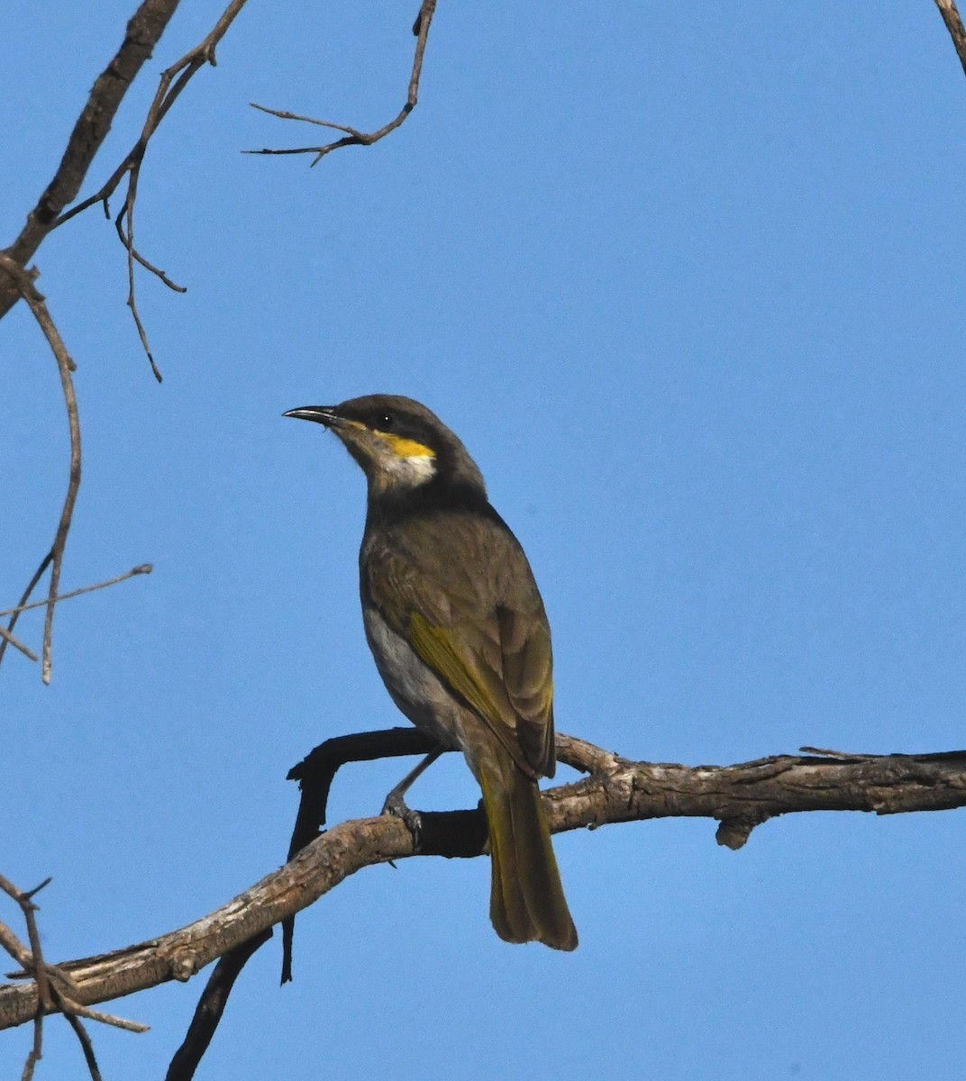 Singing Honeyeater - ML637726581