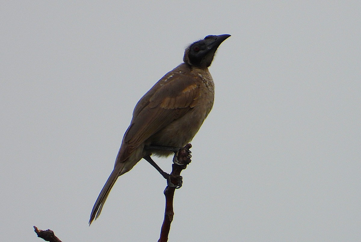Helmeted Friarbird - ML637726635