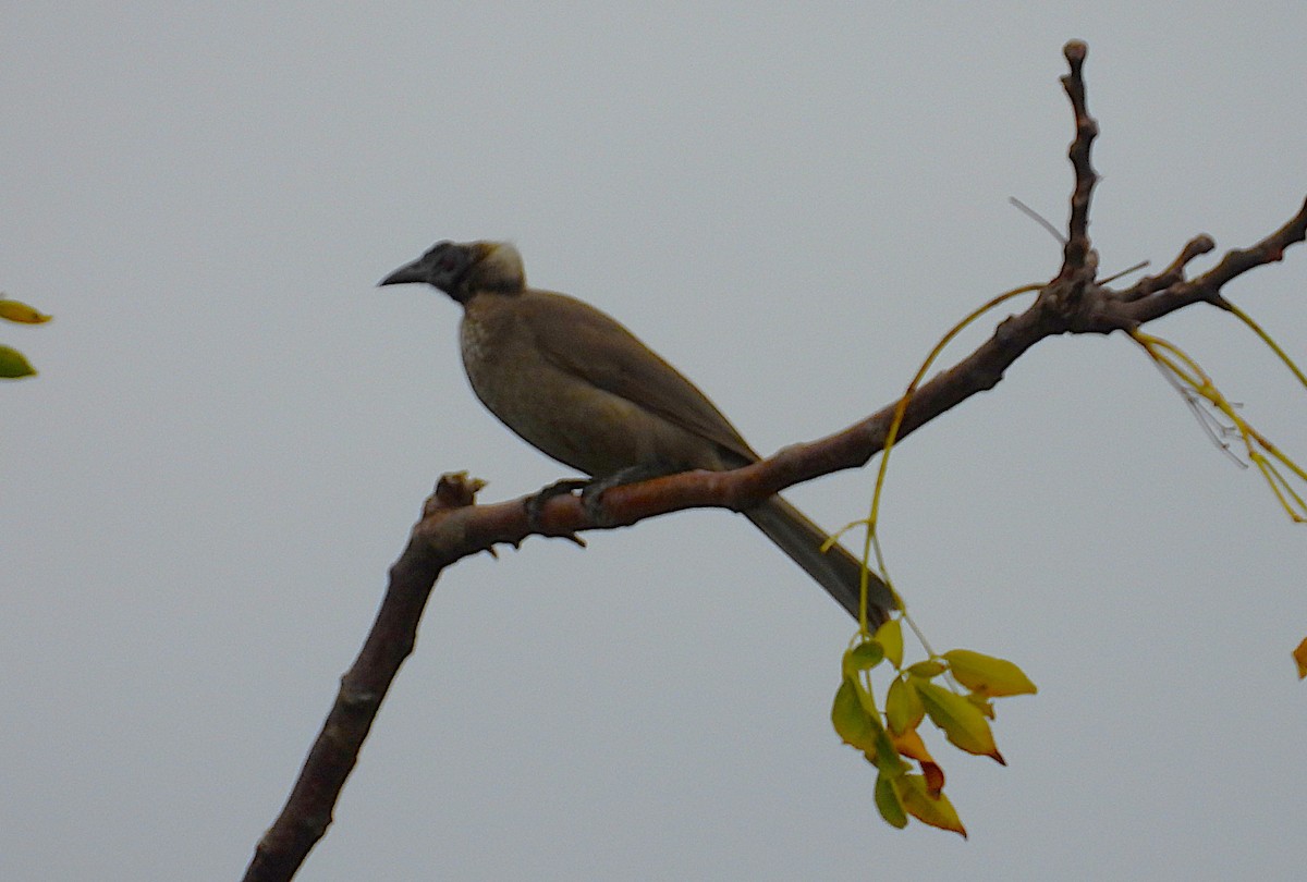 Helmeted Friarbird - ML637726636