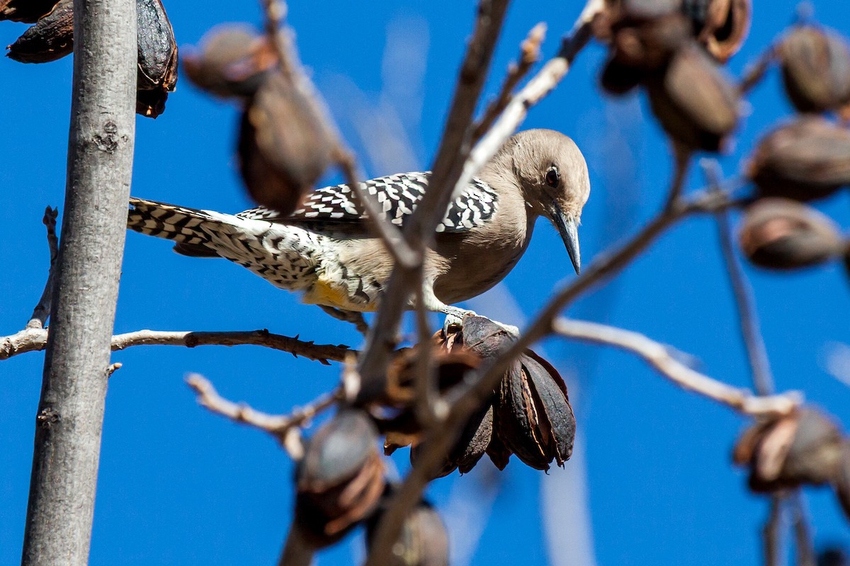 Gila Woodpecker - ML637726639
