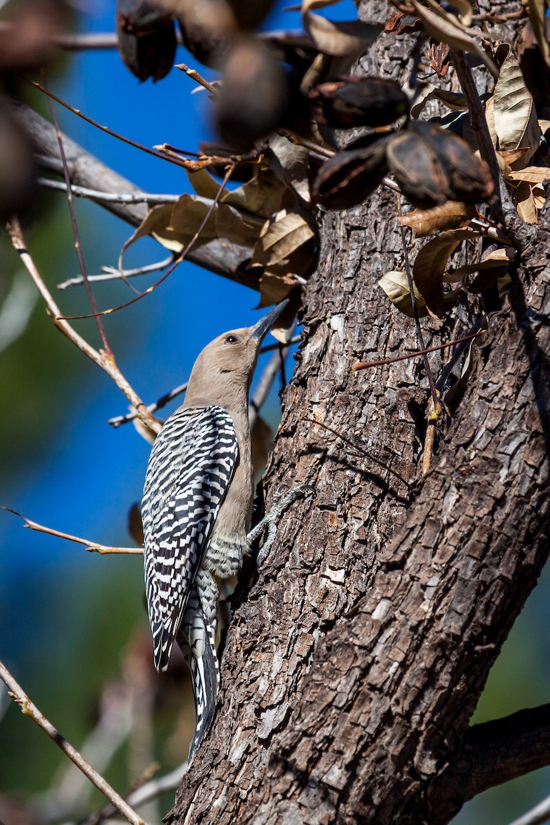 Gila Woodpecker - ML637726640
