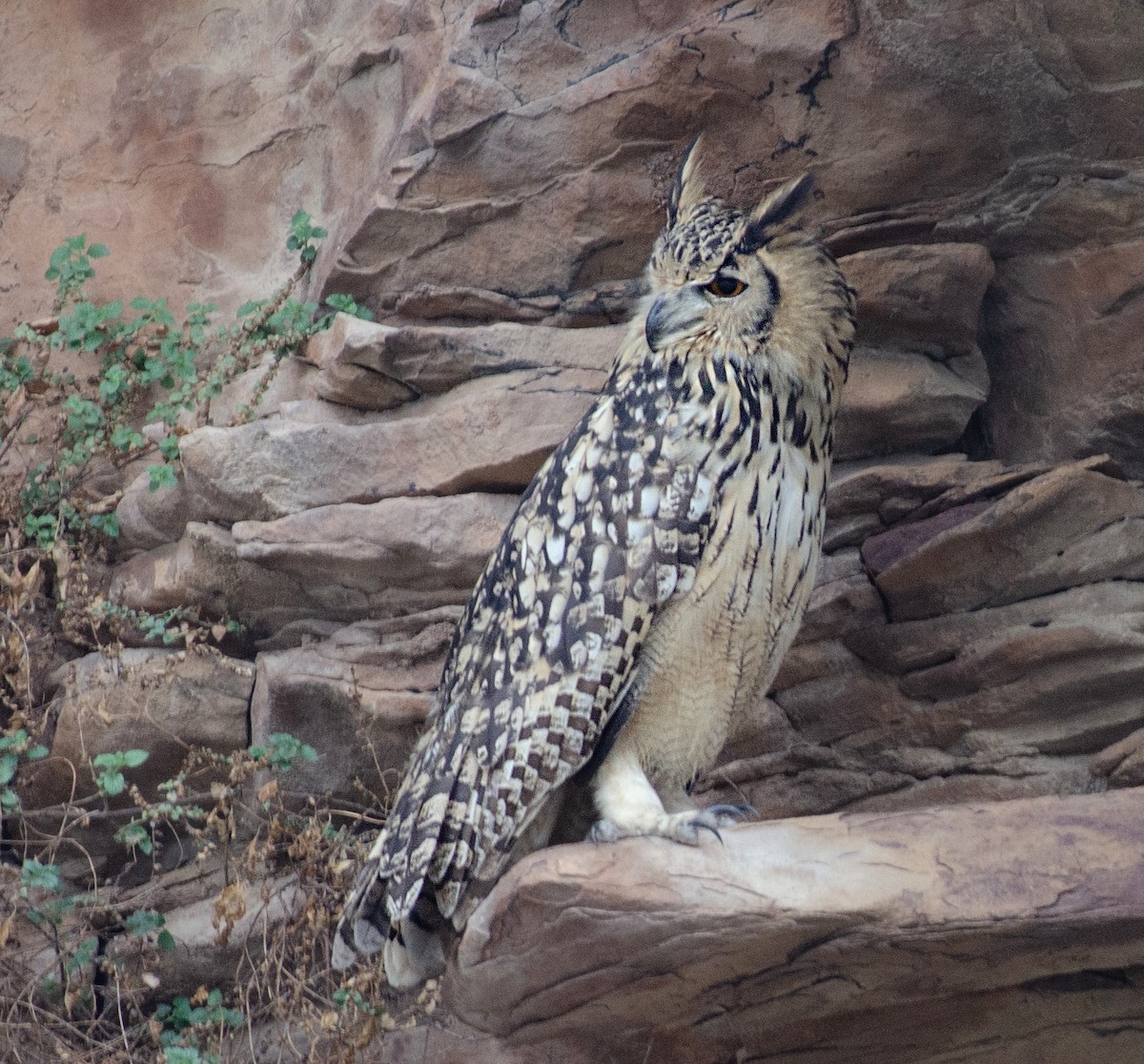 Rock Eagle-Owl - ML637726663