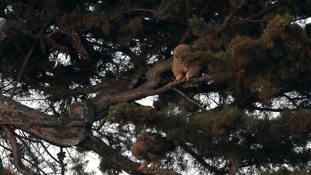 Great Horned Owl - ML637726669
