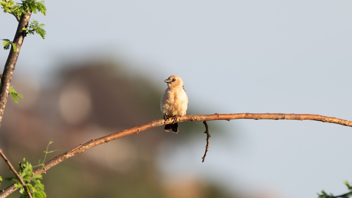White-headed Buffalo-Weaver - ML637726686