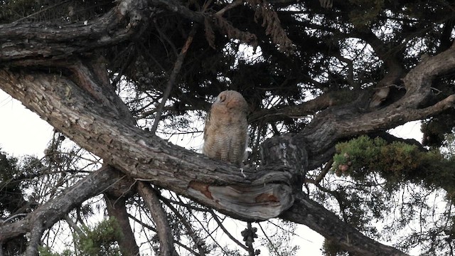 Great Horned Owl - ML637726733