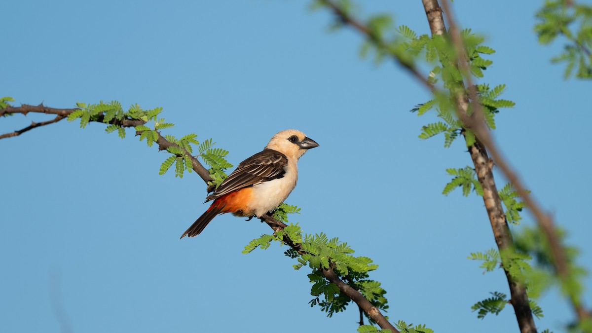 White-headed Buffalo-Weaver - ML637726817