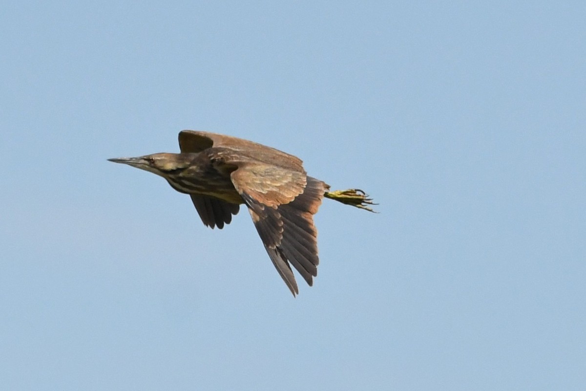 American Bittern - ML637726825