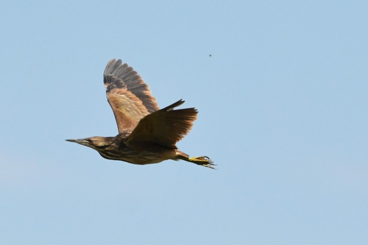 American Bittern - ML637726826