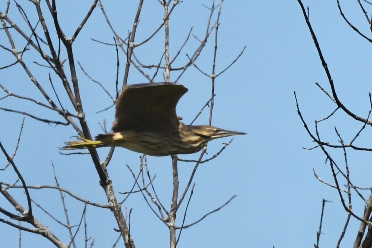 American Bittern - ML637726827