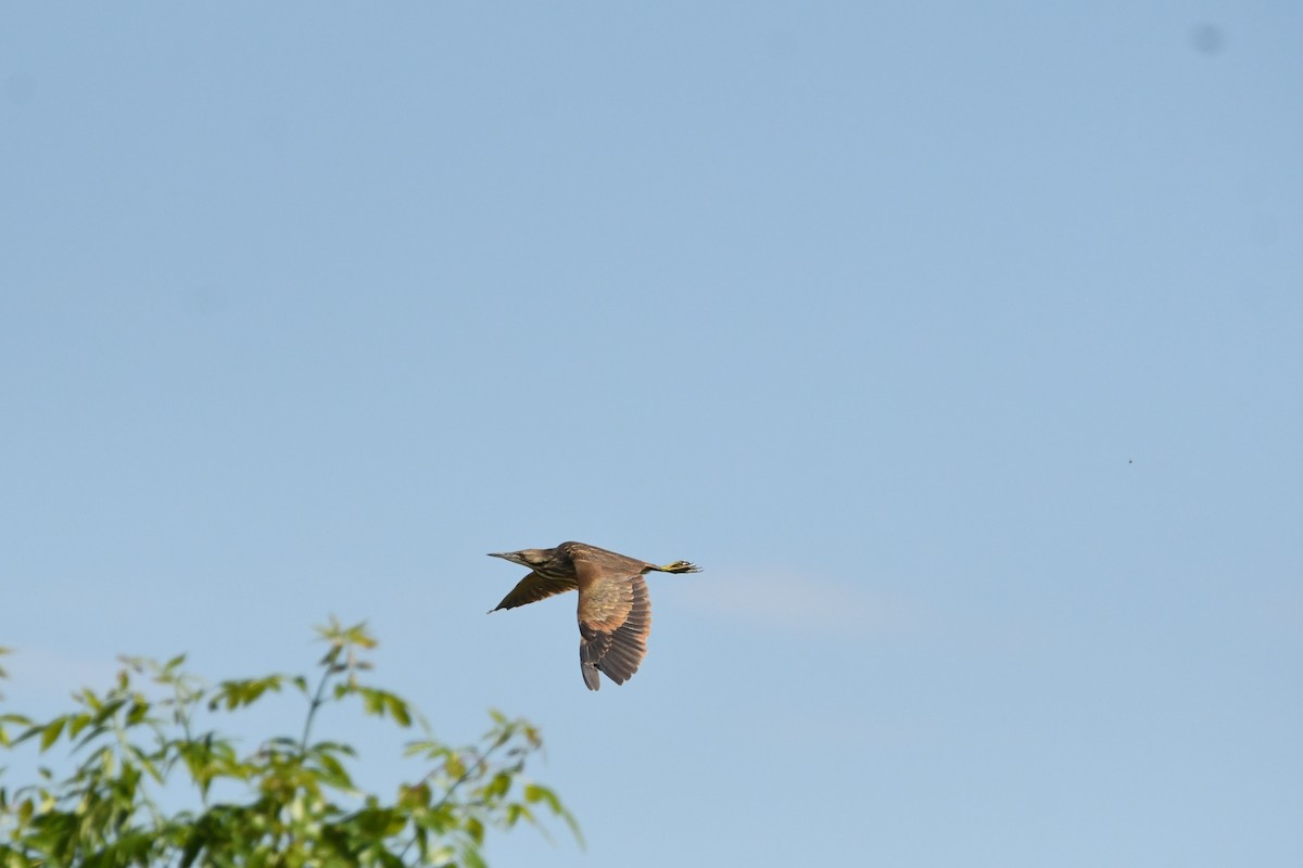 American Bittern - ML637726828