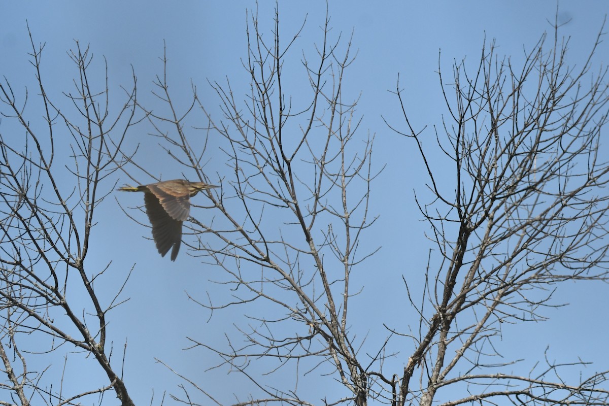 American Bittern - ML637726829