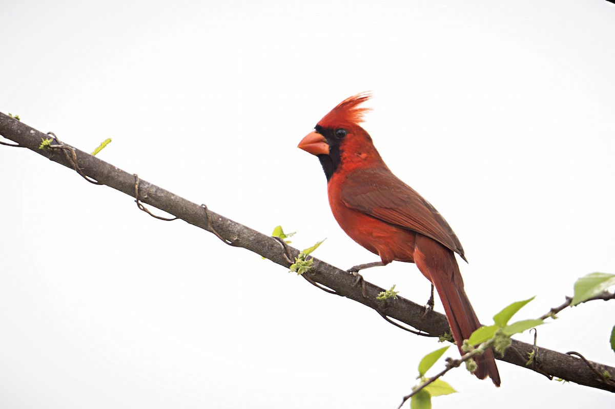 Cardenal Norteño - ML637726840