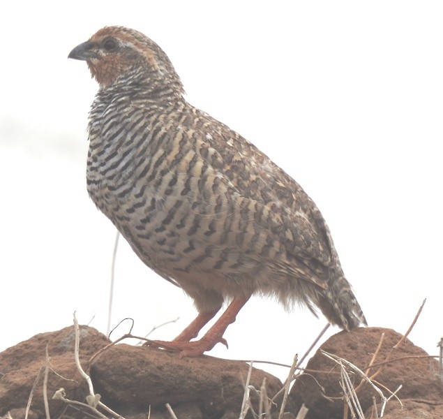 křepelka skalní - ML637726881