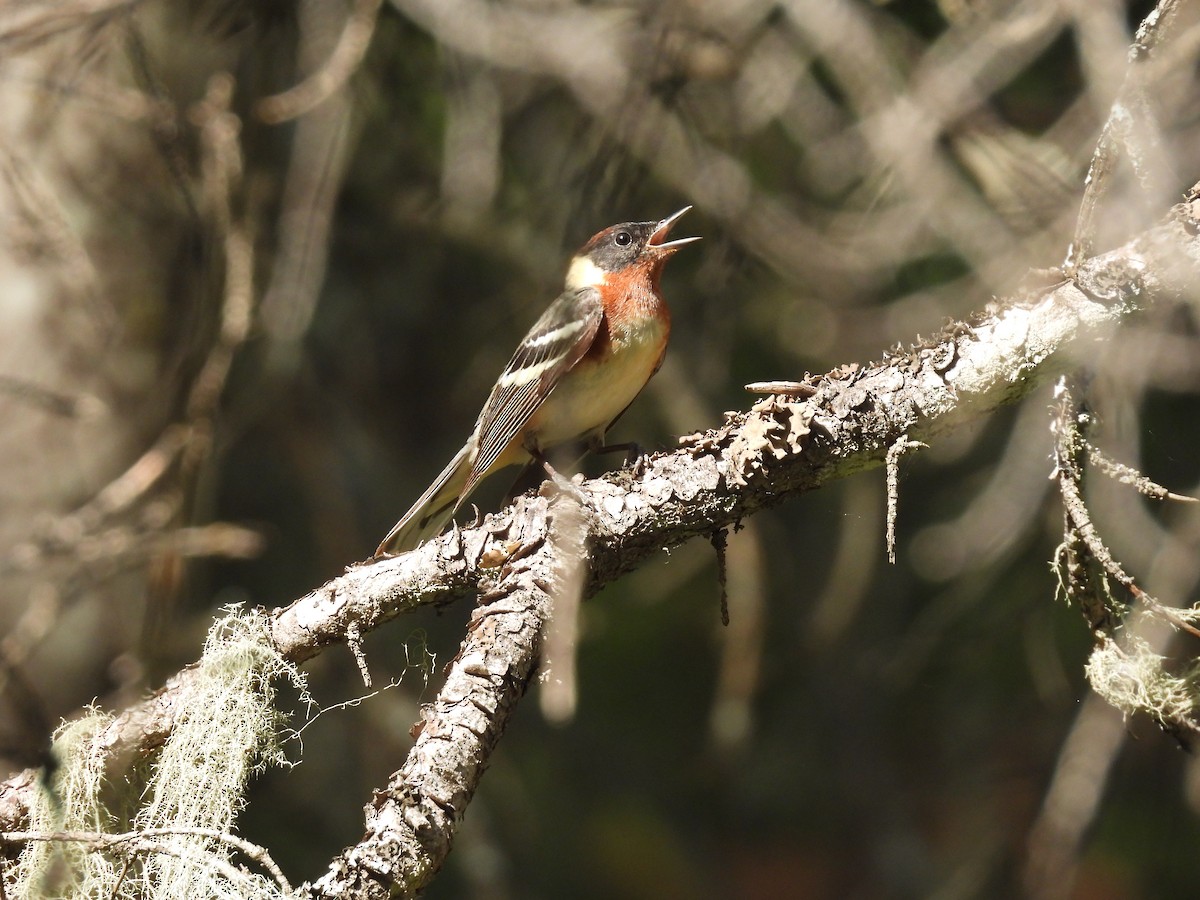 Bay-breasted Warbler - ML637726884
