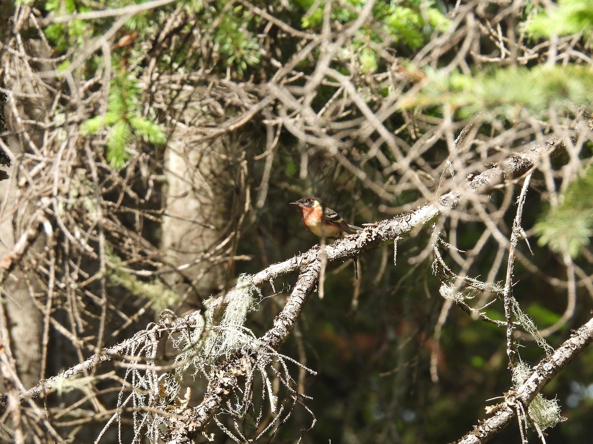 Bay-breasted Warbler - ML637726885