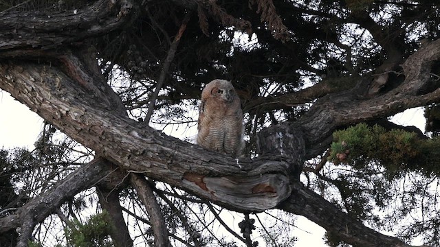 Great Horned Owl - ML637726948