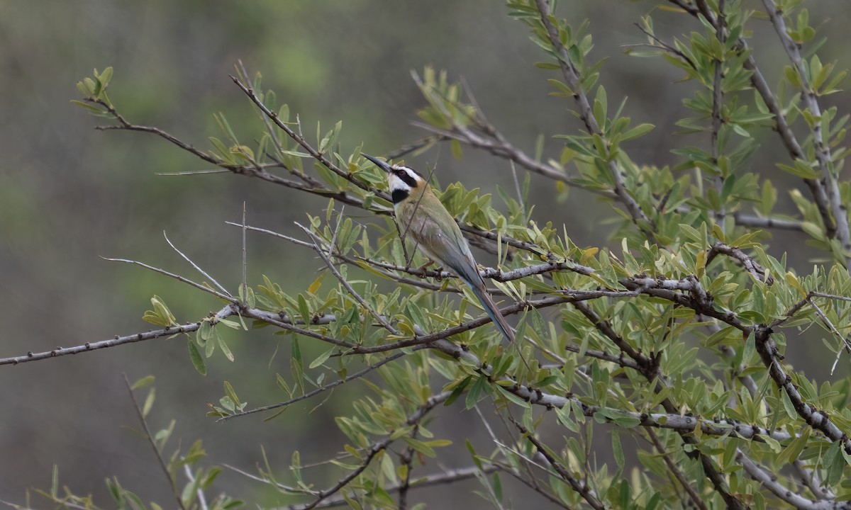 Olive Bee-eater - ML637726954