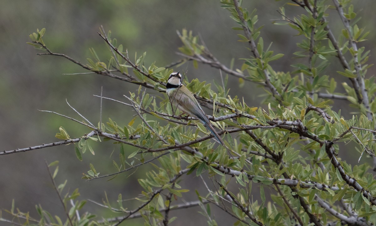 Olive Bee-eater - ML637726955