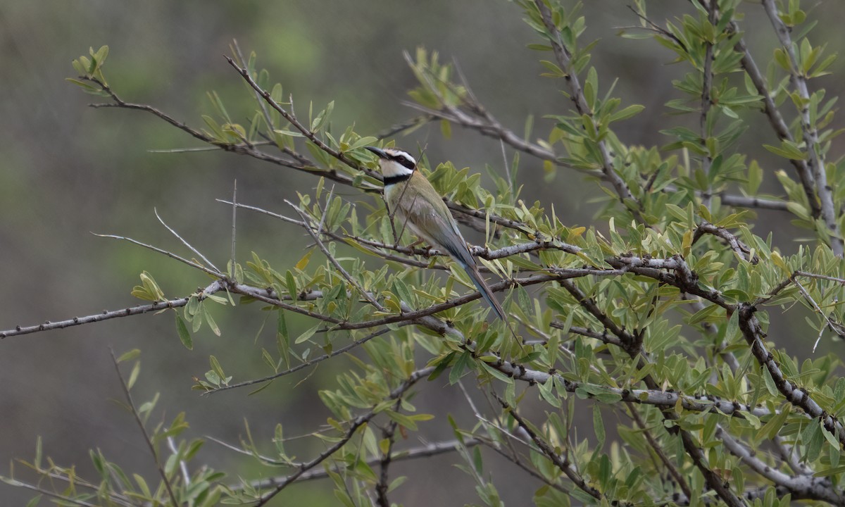 Olive Bee-eater - ML637726956