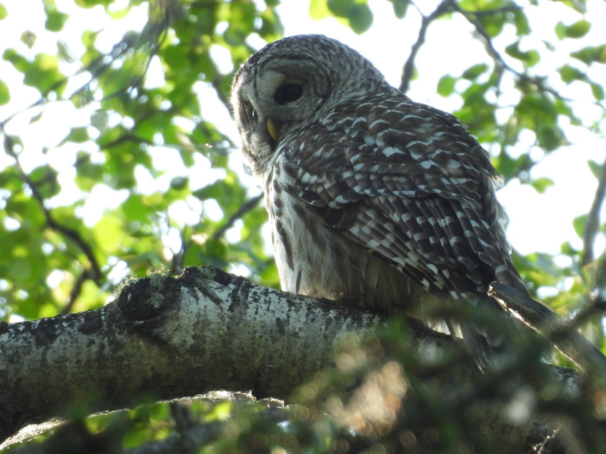 Barred Owl - ML637726957