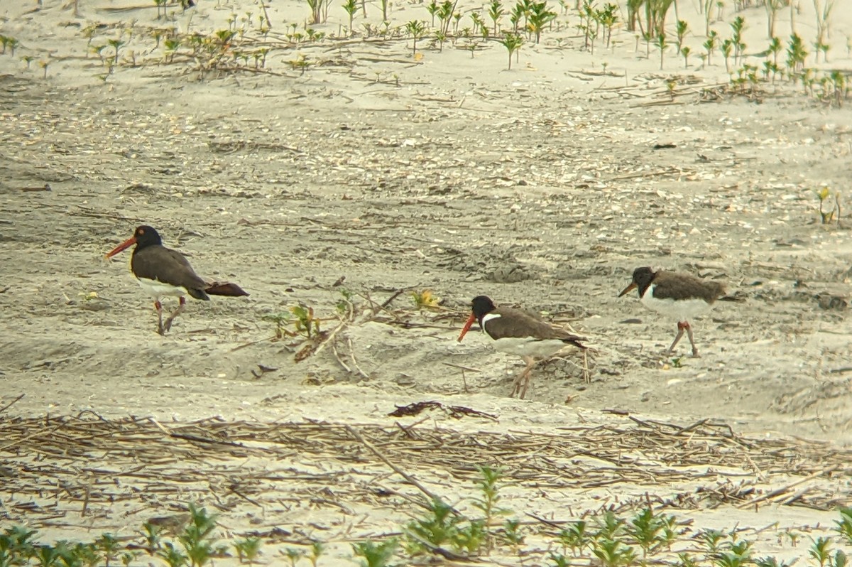 American Oystercatcher - ML637726961